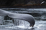 Humpback Whale