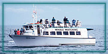 Washington Whale Watching